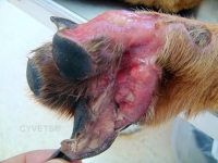 Paw Salvage - Segmental paw pad grafting