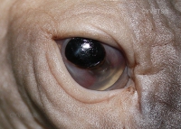 Feline Corneal Sequestra